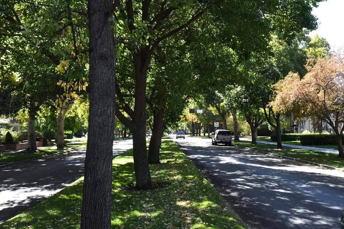 Boise city street with a row of large green trees.